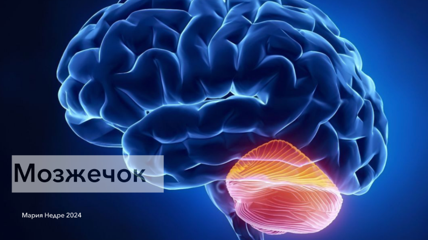 [Мария Недре] [Центр Практика] Прикладная невролог_0.png